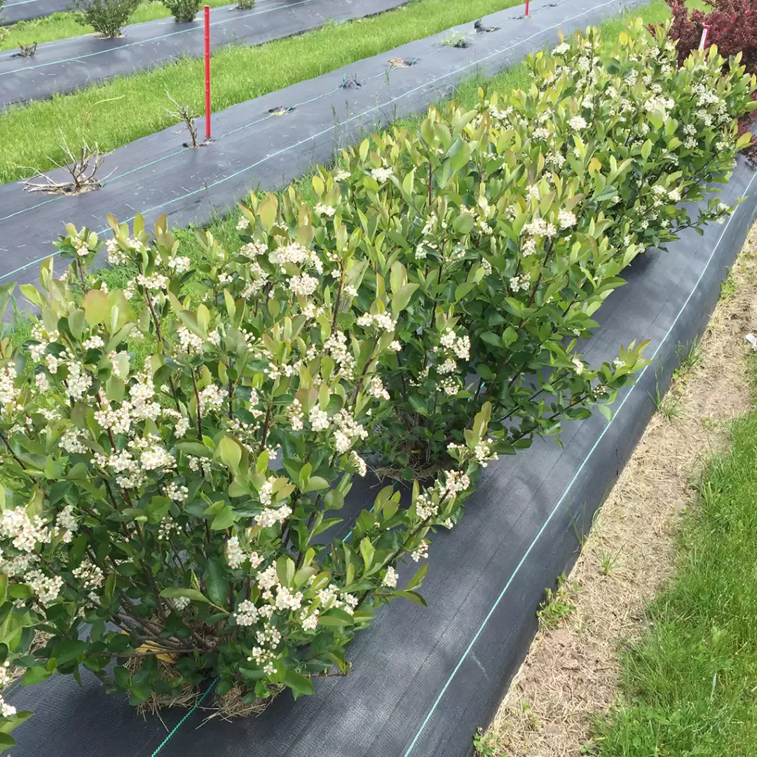 A row of Low Scape Hedger Aronia in trial field